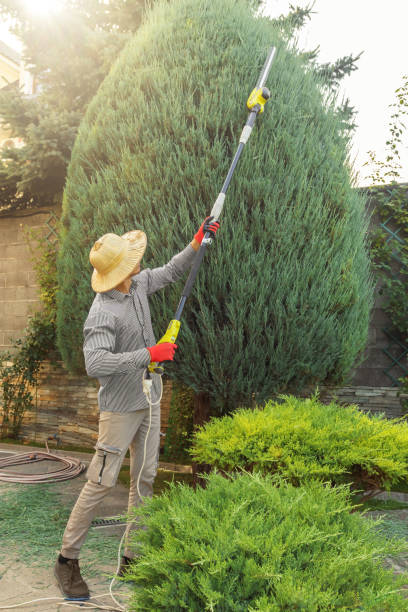 Best Palm Tree Trimming  in West Covina, CA